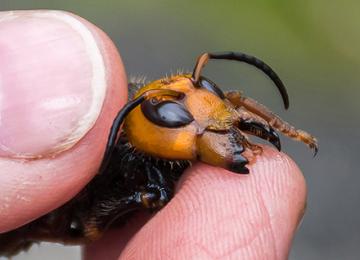 Close-up photo of Asian giant hornet