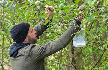 A scientist hangs an Asian giant hornet trap in a tree
