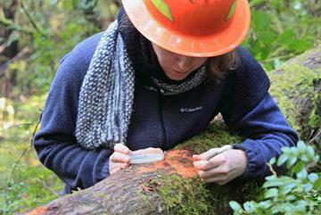 Grad student Laura Sims taking  P. ramorum samples from a fallen tree.