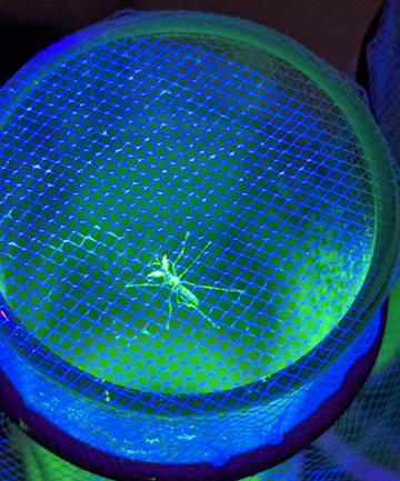 A mosquito trapped in a container is highlighted in blue and green neon light against a dark background