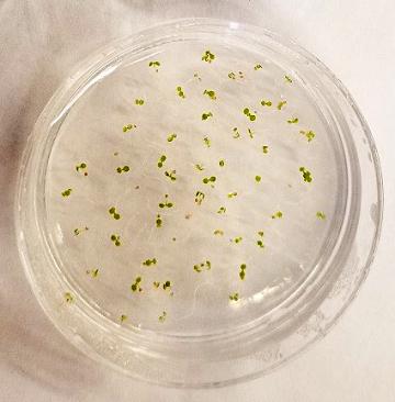 Immature Arabidopsis thaliana seeds in a petri dish