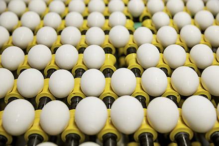 Eggs on a conveyor belt entering the washing system.