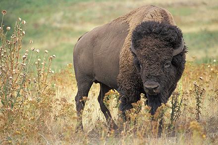 A bison on rangeland