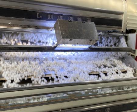 Balls of cotton move across a mechanical sorting machine