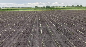 A field stretches off into the horizon, with very young bean seedlings just beginning to sprout in rows.
