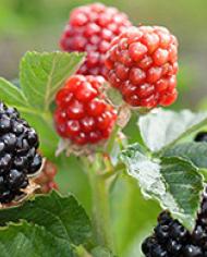 Primocane-fruiting blackberries