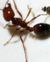 A parasitic phorid fly attempts to lay an egg into a fire ant worker.