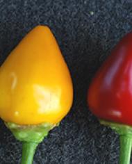 Yellow, red and violet colored Christmas Lights peppers