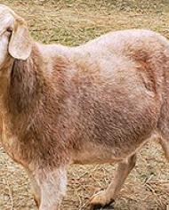 goat.jpg image