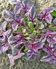 Red spinach plant growing in the soil