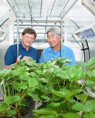 Scientists observe strawberry plants in the PhylloLux system in the greenhouse.