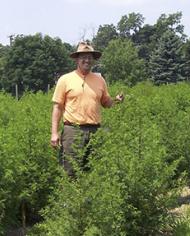 Jorge Ferreira in a field of Artemisia plants