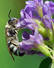 An alkali bee pollinating a flower.