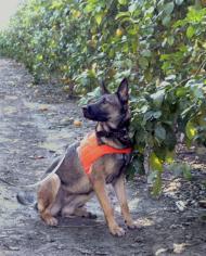 A detector dog sitting next to a citrus tree