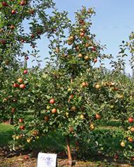 Honeycrisp apples on trees