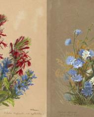 Watercolor of Lobelia and Cichorium from the manuscript, Wildflowers of America