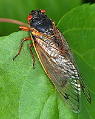 Cicada.jpg image