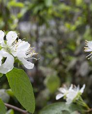 White flowers of a continuous flowering plum plant