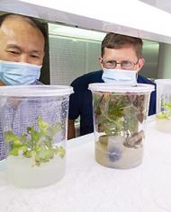 Two ARS scientists looking at lettuces plants after exposure to Cladosporium sphaerospermum strain TC09
