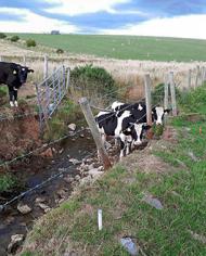 Cows stand in a stream at an experimental watershed.