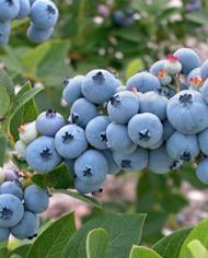Blueberries.jpg image