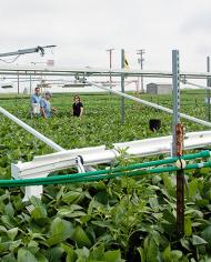 Scientists in a soybean field