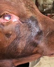 Severe pink eye in a cow