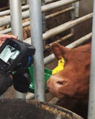 A researcher taking a cow's temperature