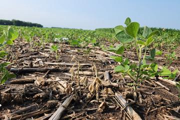 Dead soybean plants