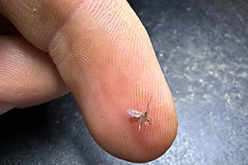 Adult soybean gall midge on a fingertip.