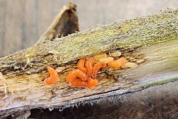 Soybean gall midge larvae of varying stages