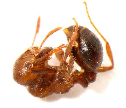 A dead fire ant after it ingested water with snake venom. (Photo by Bob Vander Meer, ARS)