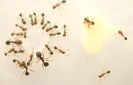 A group of fire ants drink from a water droplet (on the left) while a few fire ants avoid the water droplet with snake venom (on the right)