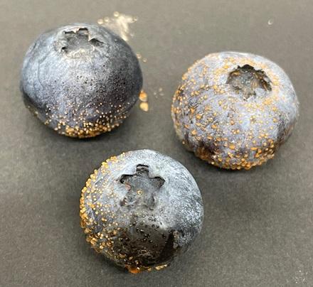 Blueberries infected by the anthracnose fungus show clear damage