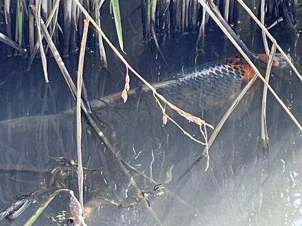 A Koi carp in a rice paddy field. (Photo by Yulin Jia, ARS) 
