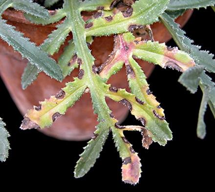 Ramularia crupinae