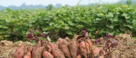 Sweetpotato Cuttings