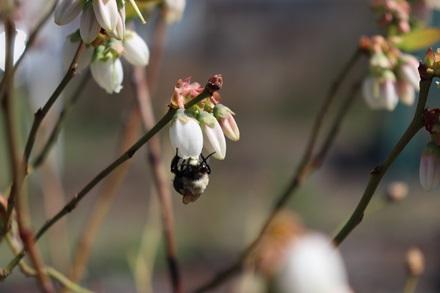 A bumble bee collects nectar from a blueberry flower