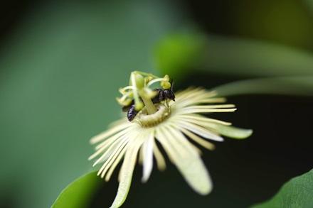 Passionflower Bee