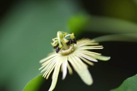 Passionflower Bee
