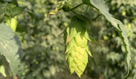 A cone from a Vera hop plant, grown in Moxee, WA. (Photo by Kayla Altendorf, ARS)