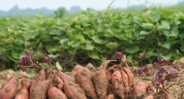 Sweetpotato Cuttings