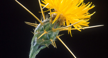 Yellow star thistle. 