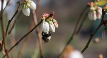A bumble bee collects nectar from a blueberry flower