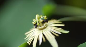 Passionflower Bee