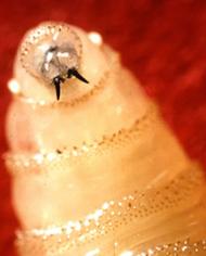 screwworm.jpg image