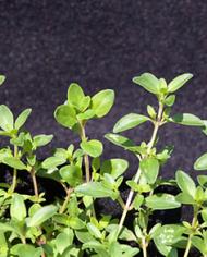 d2654-4.jpg image