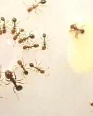 A group of fire ants drink from a water droplet (on the left) while a few fire ants avoid the water droplet with snake venom (on the right)