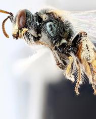 A Mojave poppy bee
