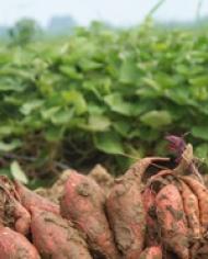 Sweetpotato Cuttings